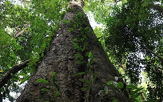 <i>Entandrophragma excelsum</i> Species of tree