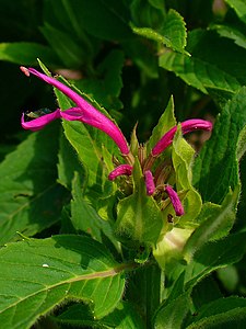 Monarda didyma Inflorescence