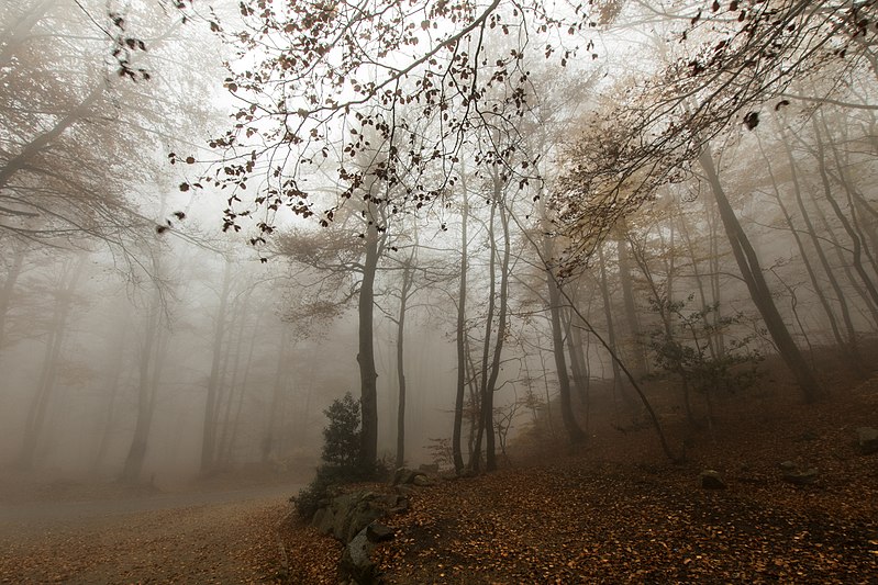 File:Montseny tardor.jpg