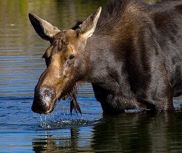Moose in Grand Teton National Park 3 (8007698498)