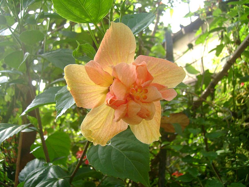 File:Morning-flower.jpg