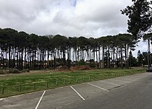 Maritime pines left over from the Somerville Pine Plantation at Morris Buzacott Reserve. Morris Buzacott Reserve southern oval, September 2021 11.jpg