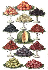 Full-page colour plate of fruits