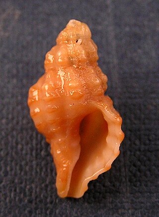 <i>Muricopsis</i> Genus of gastropods