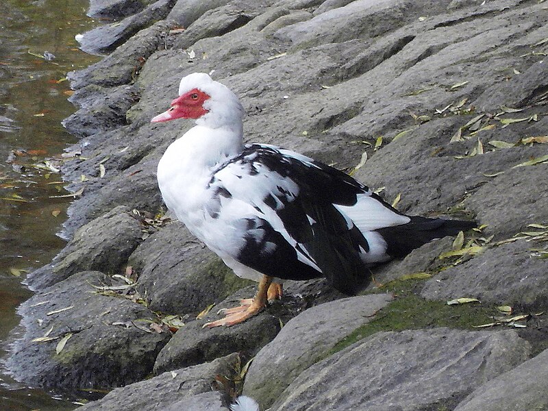 File:Muscovy duck, Pildammsparken, Malmo.JPG