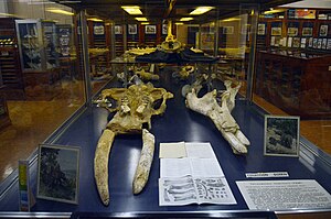 Museu Geològic del Seminari de Barcelona