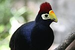 Thumbnail for Ross's turaco