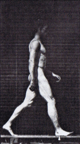 Muybridge_human_male_walking_animated.gif