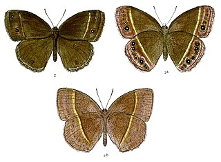 <i>Mycalesis lepcha</i> Species of butterfly