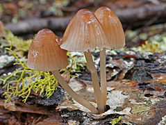 Trei Mycena rubromarginata ude și maro deschis pe o scoarță