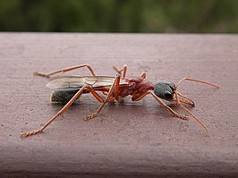 Myrmecia nigriceps