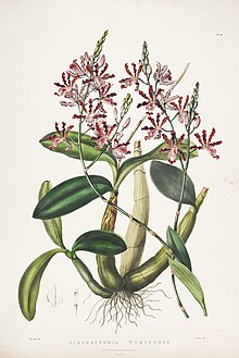 Myrmecophila tibicinis (as Schomburgkia tibicinis)-Bateman Orch. Mex. Guat. pl. 30 (1843).jpg