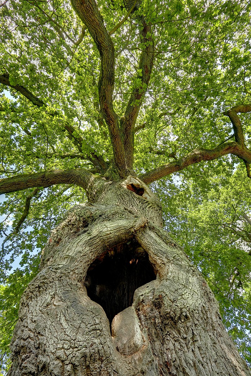 Thân cây không lá: Thân cây được xem là bộ phận quan trọng nhất của cây. Thân của cây không lá càng khiến cho cây trở nên bí ẩn và độc đáo hơn. Hãy xem hình ảnh và khám phá thế giới tuyệt vời của chúng ta.