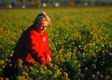 Inspecting a field of broccoli grown for seed, Yuma