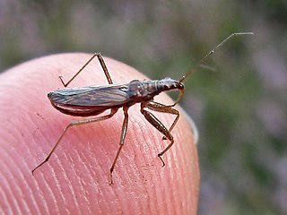<i>Nabis ericetorum</i> Species of true bug