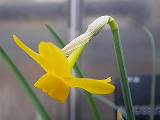 <i>Narcissus cuatrecasasii</i> Species of daffodil