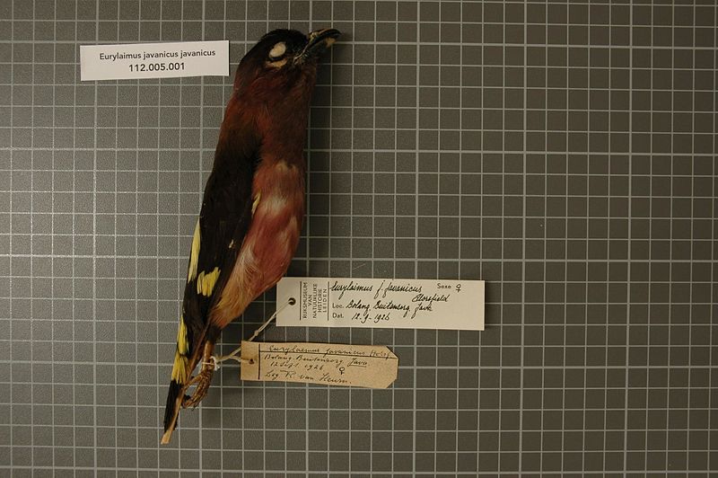 File:Naturalis Biodiversity Center - RMNH.AVES.26023 1 - Eurylaimus javanicus javanicus Horsfield, 1821 - Eurylaimidae - bird skin specimen.jpeg