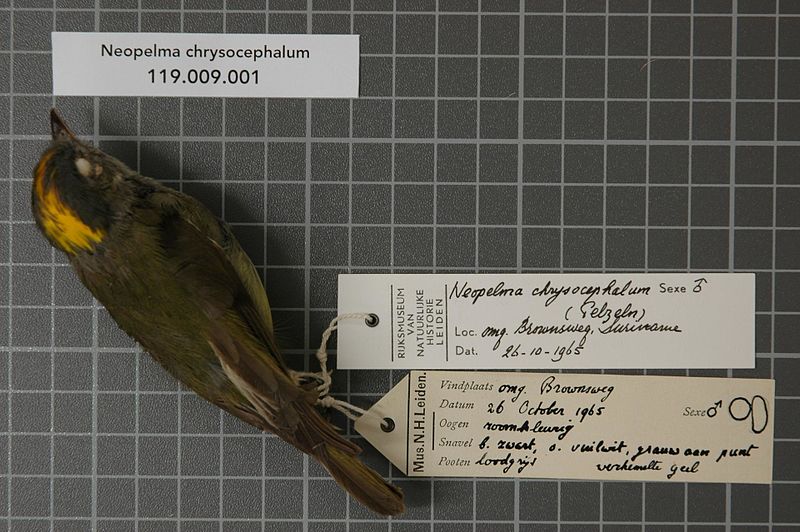 File:Naturalis Biodiversity Center - RMNH.AVES.37965 1 - Neopelma chrysocephalum (Pelzeln, 1868) - Pipridae - bird skin specimen.jpeg