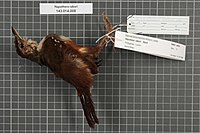 A side view of a stuffed specimen in the Naturalis Biodiversity Center Naturalis Biodiversity Center - RMNH.AVES.99810 1 - Napothera rabori Rand, 1960 - Timaliidae - bird skin specimen.jpeg