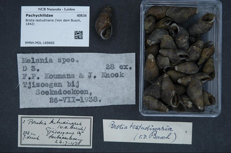 File:Naturalis Biodiversity Center - RMNH.MOL.169660 - Sulcospira testudinaria (Von dem Busch, 1842) - Pachychilidae - Mollusc shell.jpeg