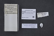 Център за биологично разнообразие Naturalis - RMNH.MOL.187158 - Procalpurnus semistriatus (Pease, 1862) - Ovulidae - черупка на мекотели.jpeg