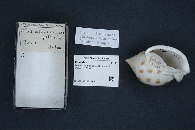 File:Naturalis Biodiversity Center - RMNH.MOL.191746 - Semicassis bisulcata (Schubert & Wagner, 1829) - Cassidae - Mollusc shell.jpeg