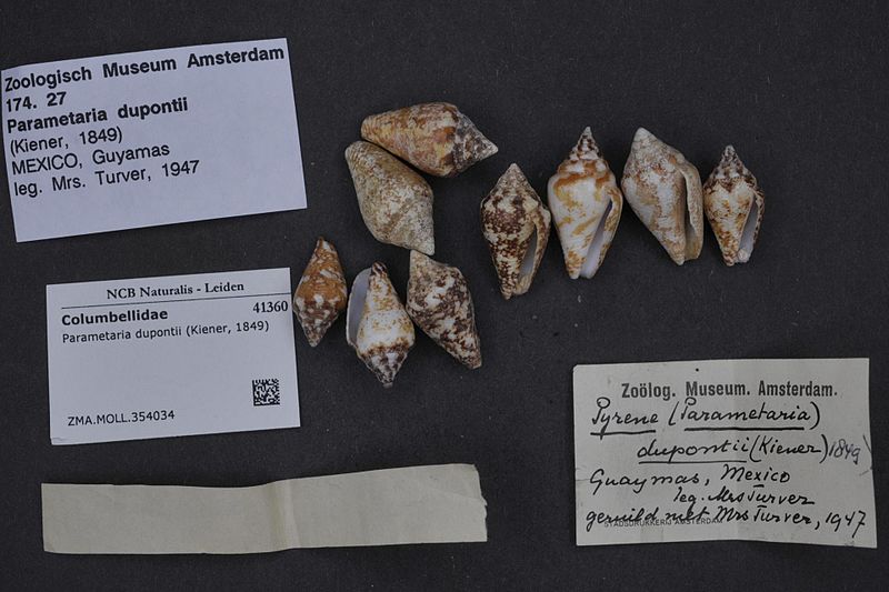 File:Naturalis Biodiversity Center - ZMA.MOLL.354034 - Parametaria dupontii (Kiener, 1849) - Columbellidae - Mollusc shell.jpeg