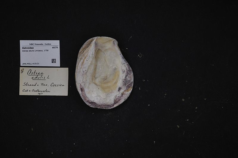 File:Naturalis Biodiversity Center - ZMA.MOLL.415121 - Ostrea edulis Linnaeus, 1758 - Ostreidae - Mollusc shell.jpeg