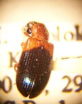 Thumbnail for Necrobia ruficollis