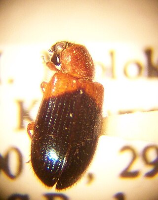 <i>Necrobia ruficollis</i> Species of beetle