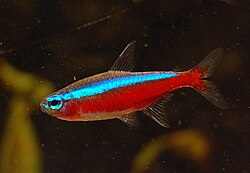 Neontetra-vis.jpg