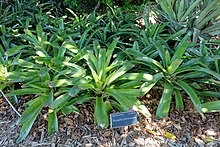 Neoregelia correia-araujoi - Marie Selby Botanical Gardens - Sarasota, Florida - DSC01562.jpg