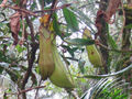Nepenthes in Borneo Malaysia 002.JPG