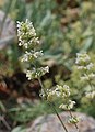 Nepeta italica