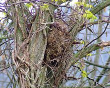 Ecureuil roux : taille, description, biotope, habitat, reproduction