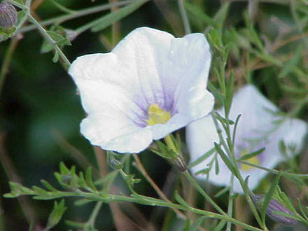 Nierembergia frutescens subfamily Petunioideae