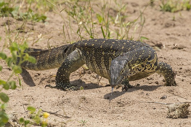 baby water monitor lizard