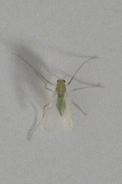 Non-biting Midge (Chironomidae)