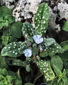 Nonea obtusifolia