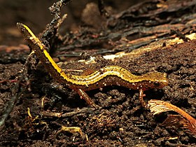 Northern Two-lined Salamander (29675571856).jpg