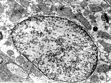 Nucleus of a chloride cell.jpg