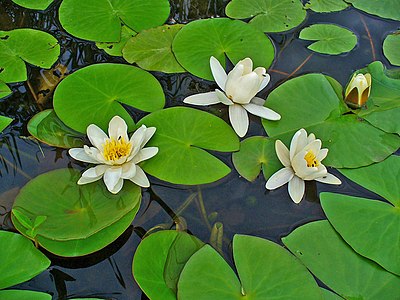 Nymphaea alba Habitus