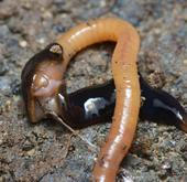 Lumbricus terrestris Linnaeus, 1758 - Lombric commun, Ver de terre  commun-Présentation