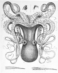 Octopus Cyanea