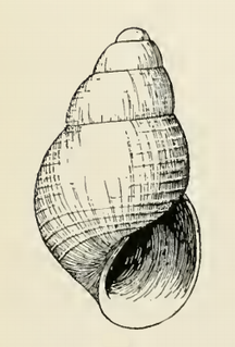 <i>Odostomia capitana</i> Species of gastropod