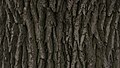 * Nomination Old oak (Quercus robur) trunk in Shevchenko Garden in Kharkiv. --Lystopad 15:45, 24 November 2017 (UTC) * Decline Insufficient detail, sorry. --Peulle 16:27, 24 November 2017 (UTC)