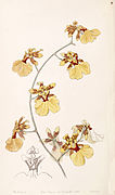 Oncidium reflexum