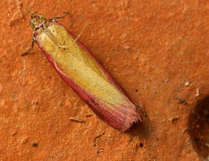 Oncocera semirubella01.jpg