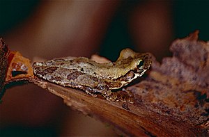 Oophagous Slender-legged Treefrog (Osteocephalus oophagus) (10510979195).jpg