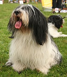 A Polish Lowland Sheepdog at a dog show in Raciborz, Poland. Oowczarek polski nizinny pl.jpg